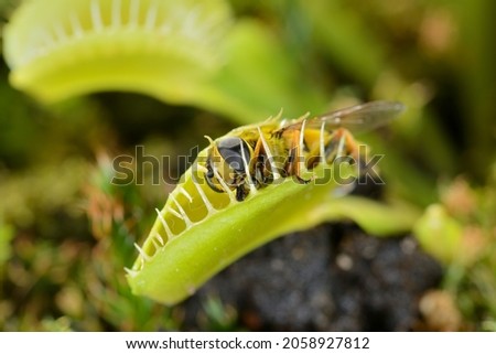Bee-like fly insect approaching and being captured by Venus fly trap carnivorous plant, Dionea muscipula