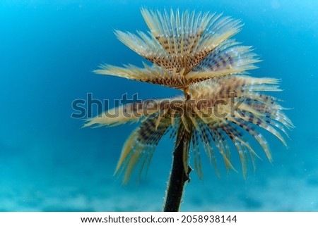 sneaking in to take a picture of feather duster worm                 