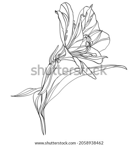 Alstroemeria vector illustration. Black and white floral vector illustration of a alstroemeria Royalty-Free Stock Photo #2058938462