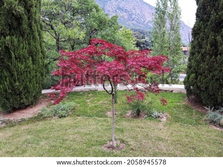 Decorative tree with red leaves of Acer Palmatum Garnet in garden landscape Royalty-Free Stock Photo #2058945578
