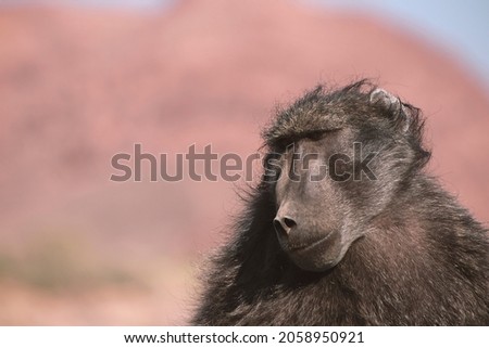 
Wild african life. A Large Male Baboon standing in Namibian  bushes.
