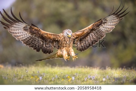Red kite (Milvus milvus) flying in Spanish Pyrenees, Vilagrassa, Catalonia, Spain. April. It is resident in the milder parts of its range in western Europe and northwest Africa. Royalty-Free Stock Photo #2058958418