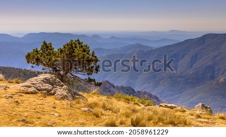 Sunny day over tree with blue sky in highland landscape on Mont Aigoual, Occitanie, France Royalty-Free Stock Photo #2058961229