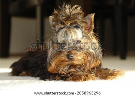 closeup picture of a happy little Yorkshire terrier puppy dog 