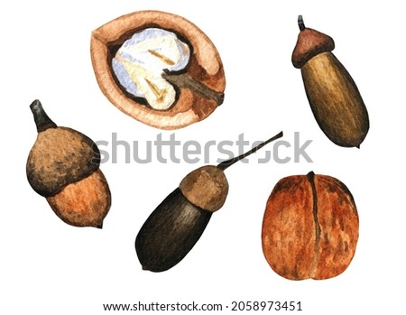 watercolor set of acorns of different sizes and nuts