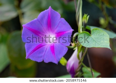 Ipomoea purpurea (Purple morning glory) flower Royalty-Free Stock Photo #2058975146