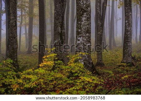 Fairy forest in fog. Enchanted autumn forest in fog in the morning. Landscape with trees, colorful and autumnal foliage and blue fog. Nature background. 