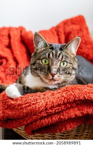 Brown and black with white tabby cat with green eyes on a dark orange blanket looking into the camera