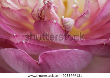 Close up petals of pink lotus flower blooming , which have beautiful and many step of petals and this picture can use for background , wallpaper and backdrop . 
