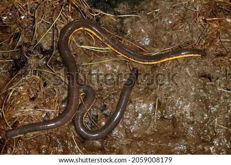Closeup on 2 Koh tao worm salamander, Ichthyophis kohtaoensis, on a swampy soil