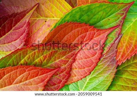 Colorful yellow, green en red autumn leaves