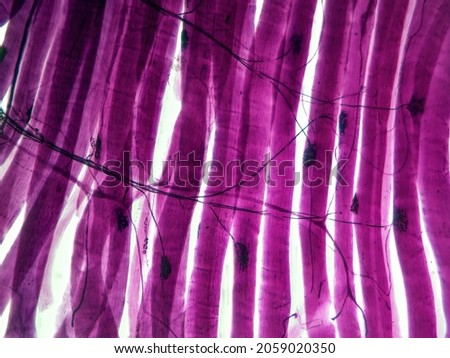 Histology microscope image of motor unit synapse of muscle fibers (100x) Royalty-Free Stock Photo #2059020350