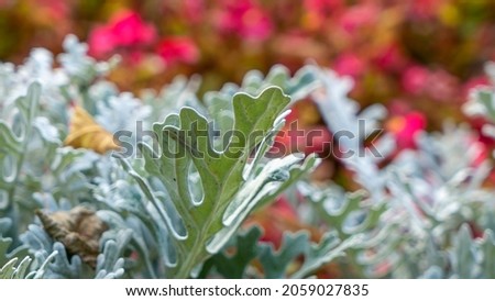 Red floral pattern. Bright ornamental flowering plant. Natural floral background. City street decorated with flowers. Beautiful decorative plants Coleus, begonia.