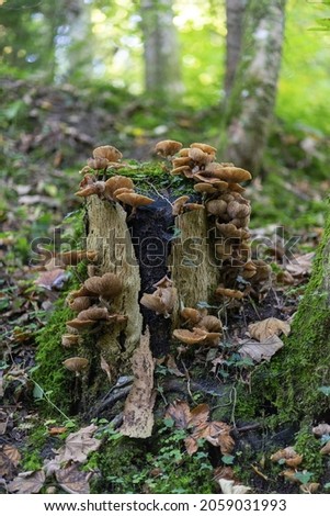 A close up shot of mushroom  Mushrooms in the wood  Mushrooms in the nature 