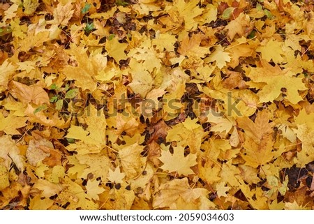 Maple yellow leaves in the autumn sunny forest