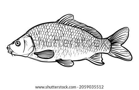 Hand-drawn Carp. Black and white. Vector sketch of a fish isolated on a white background. Royalty-Free Stock Photo #2059035512