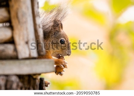 squirrel sits on a tree branch and gnaws an acorn in a forest in a protected area