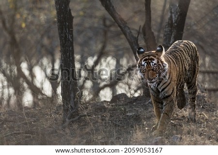 Panthera Tigris in its natural habitat, Ranthambore National Park