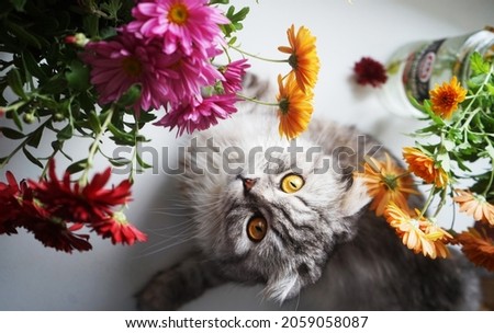    Still life with bouquet of a purple chrysanthemums and beautiful kitty                            