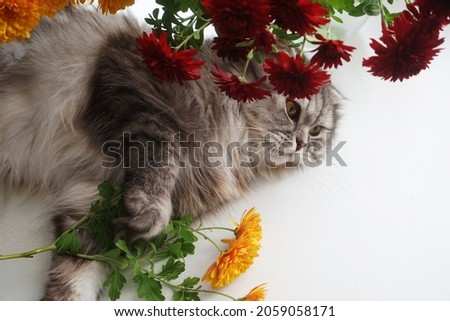    Still life with bouquet of a purple chrysanthemums and beautiful kitty                            