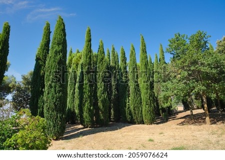 The Cupressus sempervirens, the Mediterranean cypress in the park  South Italy  Royalty-Free Stock Photo #2059076624