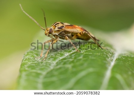 The tarnished plant bug in detail (Lygus lineolaris)