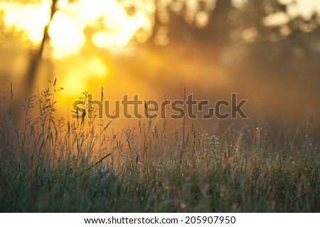 summer landscape foggy morning in an oak grove at dawn Royalty-Free Stock Photo #205907950