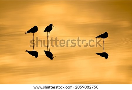 silhouette of birds and reflections on the pond