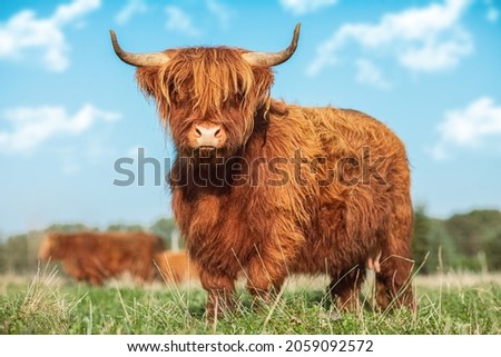 Portrait of a Highland Cattle cow on a meadow