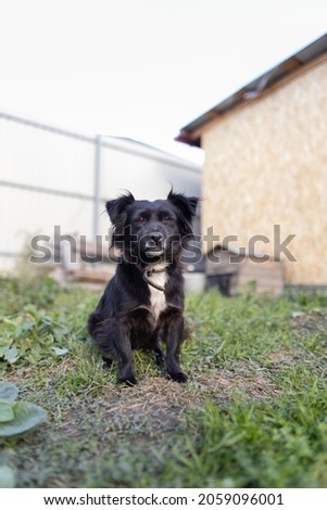 dog portrait near the house, a little black mongrel on a chain.