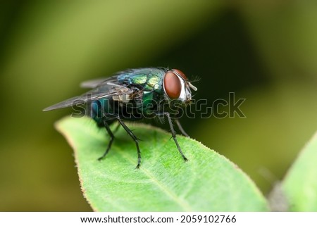 Macro photo of  Common Green bottle fly on the plant leaf. Used selective focus.
