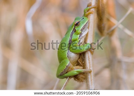Small european tree frog, hyla arborea, sitting in grass 