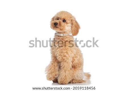 sweet caniche dog sitting against white background and wearing a collar  Royalty-Free Stock Photo #2059118456