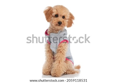 little caniche dog wearing a cloth, looking at the camera and sitting on white background Royalty-Free Stock Photo #2059118531