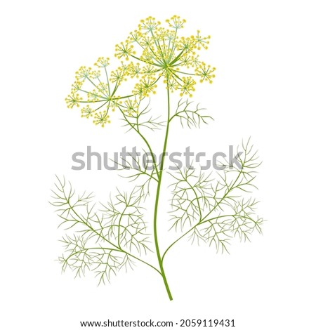 Dill greenery isolated on white background. Vector color illustration of fragrant green dill in cartoon flat style . Vegetable Icon. Royalty-Free Stock Photo #2059119431