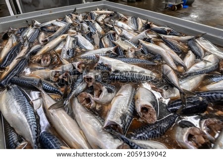 Headless and gutted mackerel. Fresh sea fish, prepared for processing