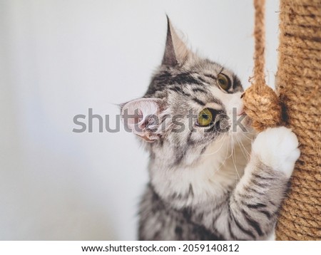 Beautiful funny grey cat with brown scratching post in home Royalty-Free Stock Photo #2059140812