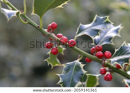 Holly is a plant with poisonous red fruits.  Royalty-Free Stock Photo #2059141361