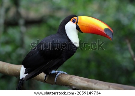 
Exotic bird found in Brazil