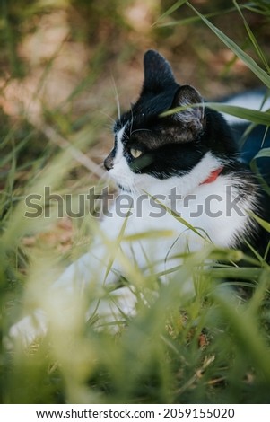 A cute black and white cat with a red collar lying on the lawn