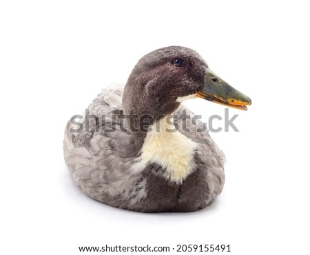 One brown duck isolated on a white background.