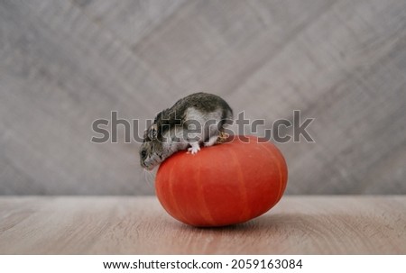 The gray Dzungarian hamster sits on a small pumpkin.