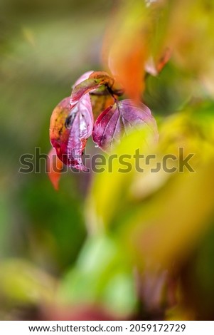 Bright colorful leaves in the autumn 