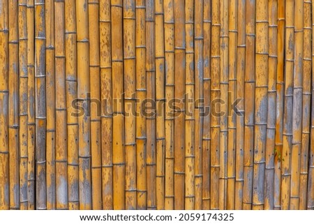 bamboo wall in the botanical garden in Batumi