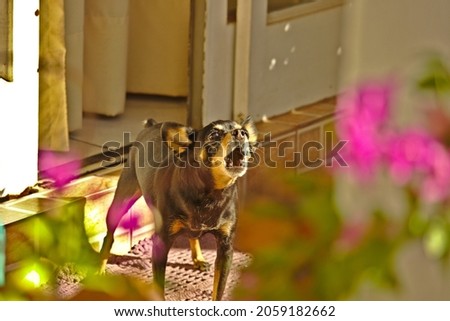 small pinscher dog barking in the background Royalty-Free Stock Photo #2059182662