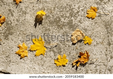 Yellow leaves on the pavement
