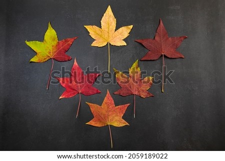Shades of autumn, multicolored autumn maple  leaves on a black background, top view