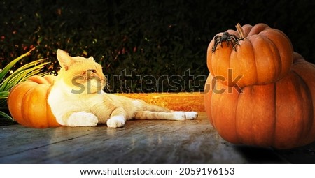 Halloween pictures - the cat is leaning on a  pumpkin and looks at a spider crawling on another pumpkin 