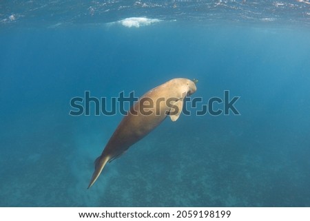 Dugong floats to the surface of the sea