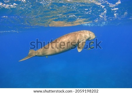 Dugong swimming in the blue sea. Sea cow (Dugong dugon).